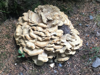 Baumpilz – Wolfgang Graf