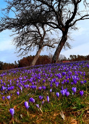 Krokusblüte Zavelstein – Dagmar Seitz