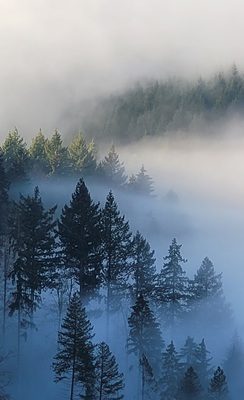 Weisenbacher Steig – Birgitt Schürmann