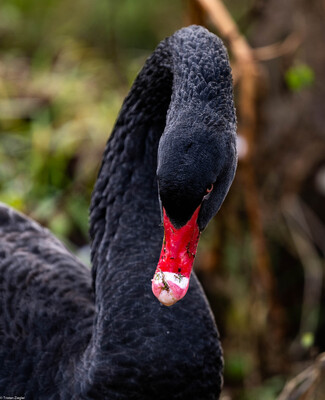 Schwarzer Schwan an der Nagold, bei der Mündung des Monbaches – Tristan Ziegler