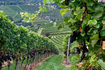 Herbst – Jürgen Nordwald