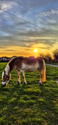 Pferd und Sonnenuntergang – Dirk Ratzel