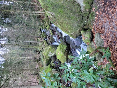 Verwunschenes Bächle – Nicole Kapfer