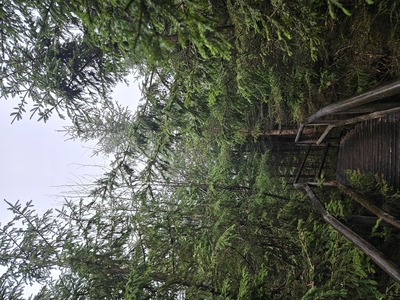 In den Wipfeln des Waldes – Nicole Kapfer