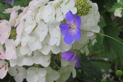 Storchschnabel küsst Hortensie – Petra Kammler