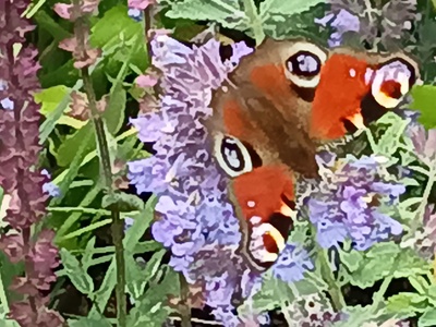 Pfauenauge – Iris Alefelder