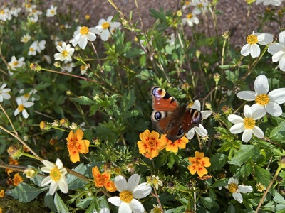 Schmetterling – Jacqueline Decker
