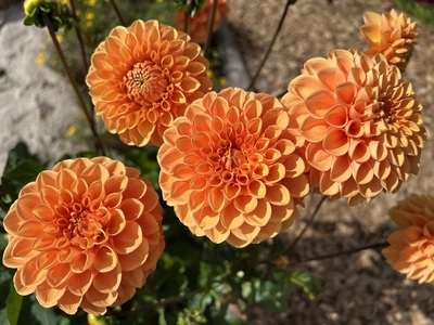 Blume – Jacqueline Decker