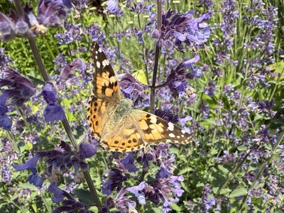 Natürliche Schönheit – Adrian Rölle