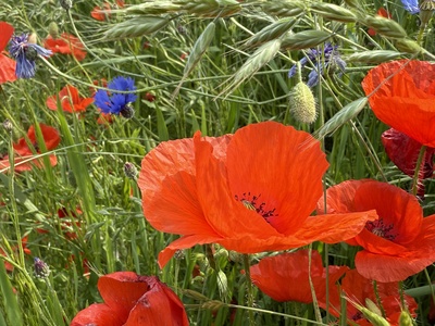 Harmonie am Eingang – Adrian Rölle