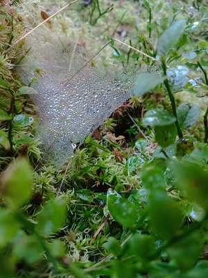 Grüne Meile - Am Wegesrand – Sabine Reich