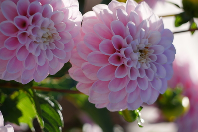 Ball-Dahlie Makroaufnahme – Priscilla Stricker