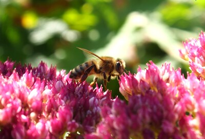 Der Blütenkuss – Priscilla Stricker
