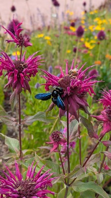 Blumenwiese Tal X – Steffen Ininger