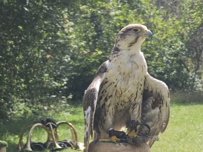 Falke – Alfons Leuthe