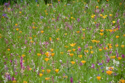 Blumenwiese-1 – Sabine Rothmann