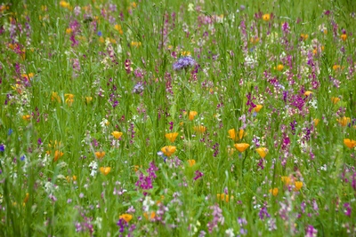 Blumenwiese-2 – Sabine Rothmann