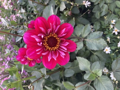 Dahlie – Andreas Kopp