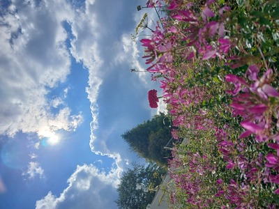 Eine Dalie küsst den Schwarzwaldherbsthimmel – Yvonne Maier-Borst