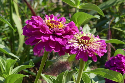 Schöne Blumen – Anne Ruellan