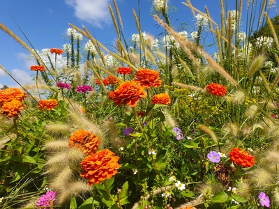 Blumeninsel – Martin Drollinger