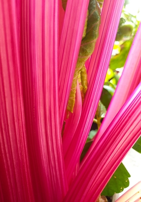 Mangold – Martin Drollinger