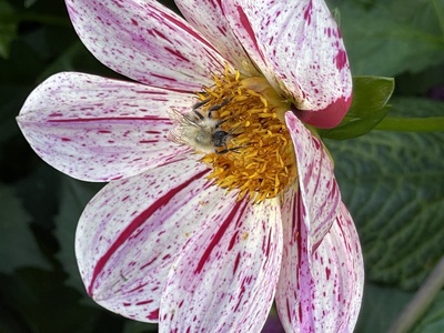 Strahlende Blume – Alexandra Burkhardt