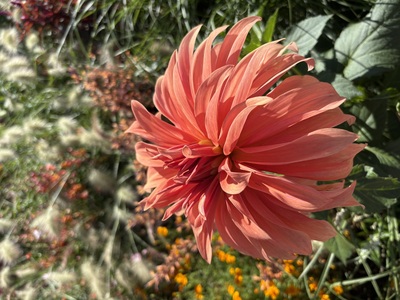 Sommerfeuer – Susanne Lein