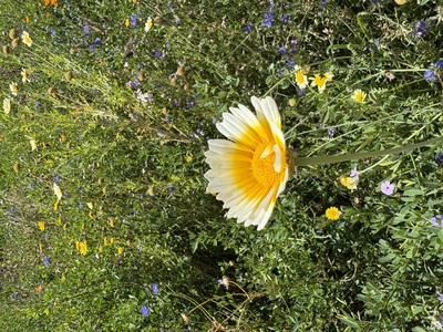 Blütenkelch – Susanne Lein