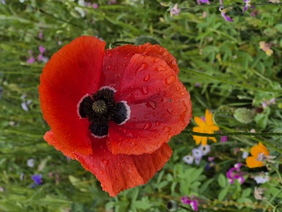 Mohn im Regen – Sabine Geiger