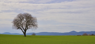 Ein Baum, fast wie eine Skulptur – Ursula Vogler