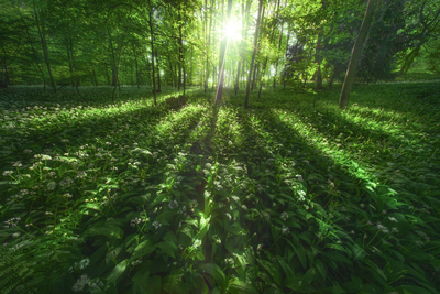 Untamed light – Markus Albert