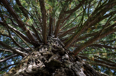 Himmelsleiter – Mira Eilenstein