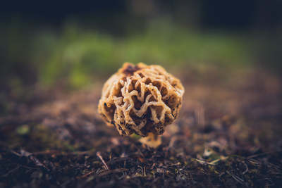 Blick für die kleinen Dinge – Tobias Bühler