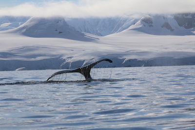 Abgetaucht – Ulrike Greeb