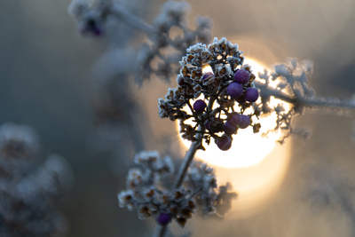 Wintersonne – Callista Kapper-Beck