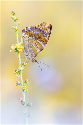 Kaisermantel -Tagfalter – Frank Müller