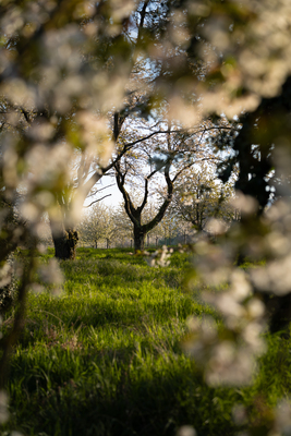 Badische Apfelblüte – Sarah Schaufler