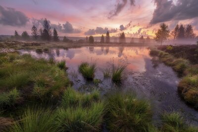 Nebel im Hochmoor – Markus van Hauten
