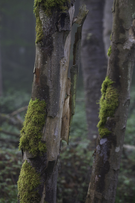 Transformation – Kevin Kistermann