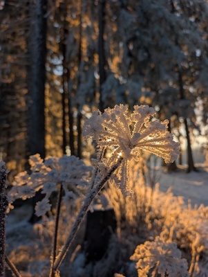 Eisblume, Vöhrenbach – Katja Schwörer