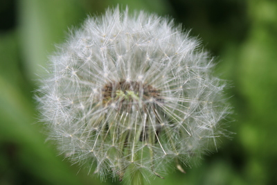 Einen Puster von deinen Wünschen entfernt – Hanna Faller