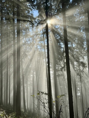 Lichtstrahlen im Schwarzwaldnebel – Franziska Gassner
