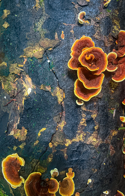 - Florale Pilze - – Natalija Mitevski