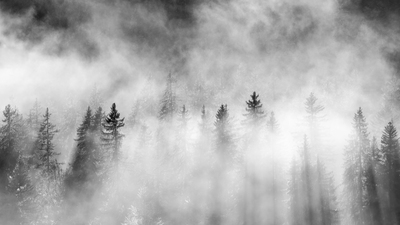 Mystery Black Forest – Wei-Liang Lin