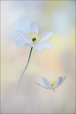 Anemonen -Buschwindröschen – Frank Müller
