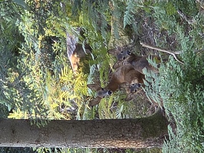 3 Neugierige Rehe im Wald – Jörg Lehmann