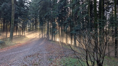 Morgenstimmung im Hagenbach – Andreas Lehmann