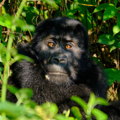 Junger Gorilla im Bwindi Impenetrable National Park Uganda – Melanie Baumann