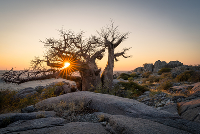 Baobab awakening – Frank Schieweck